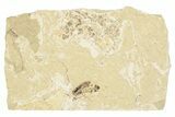 Detailed Fossil March Fly (Bibionidae) - France #254188-1